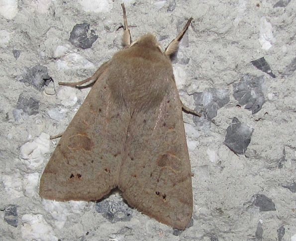 Noctuidae - Anorthoa munda